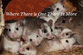 animals,home,texas,texans 1 rodent removal,rats,squirrels,raccoons,skunks,bats,get rid,company,houston,mice,remove rats,exterminator,rats in attic,mice in attic,scratching,problem,walls,ceiling,attic,control,service,infestation