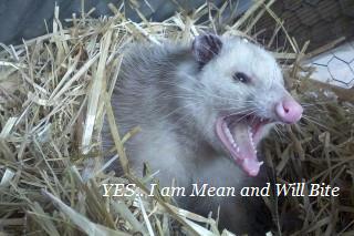 damage,opossum,animals,home,texas,texans 1 rodent removal,possums,get rid,company,houston,remove opossum,exterminator,opossum in attic,scratching,problem,walls,ceiling,attic,control,service,infestation