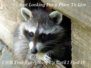 home,business,damage,raccoons,animals,texas,texans 1 rodent removal,raccoon,get rid,company,houston,remove coons,exterminator,raccoons in attic,scratching,problem,walls,ceiling,attic,control,service,infestation